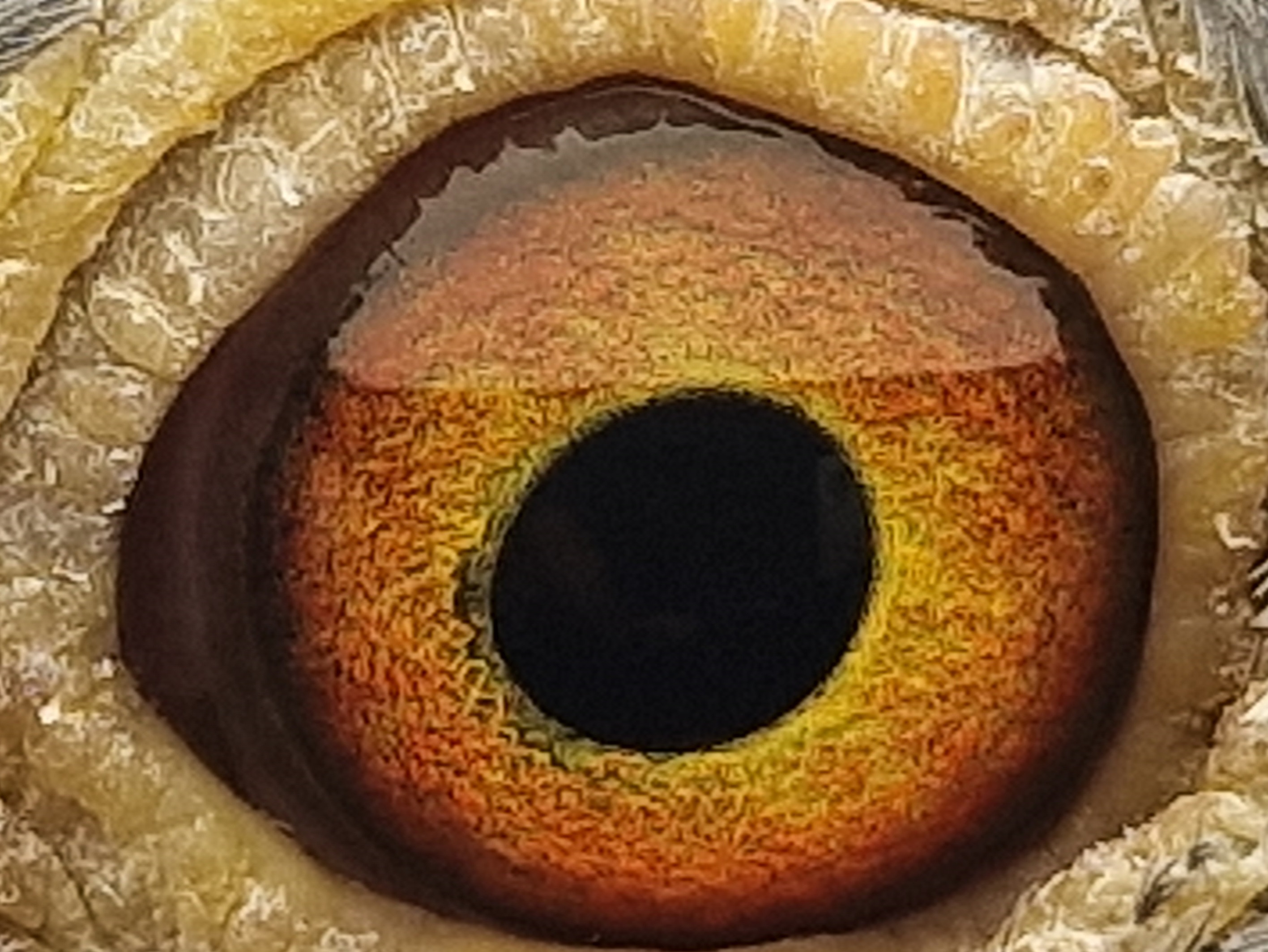 Pigeon eye